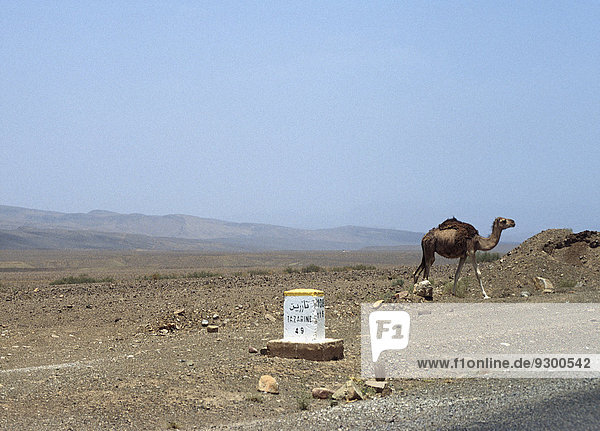 Straßenschild und Kamel in der Wüste gegen klaren blauen Himmel  Provinz Zagora  Marokko