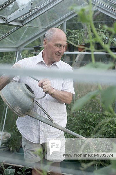 Senior Mann  der Pflanzen in seinem Gartengewächshaus gießt.