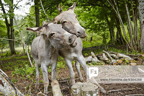 Two donkeys in forest  Le Saucet  Bretonvillers  Franche-Comte  France  Europe