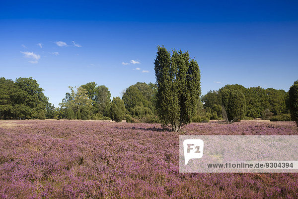 Landschaft mit blühender Heide (Calluna vulgaris) und Wacholder  Naturpark Lüneburger Heide bei Undeloh  Niedersachsen  Deutschland