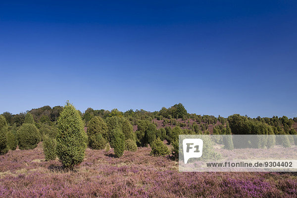 Landschaft mit blühender Heide (Calluna vulgaris) und Wacholder  Naturpark Lüneburger Heide bei Undeloh  Niedersachsen  Deutschland