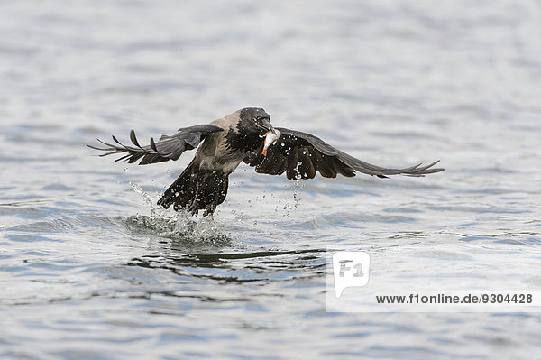 Nebelkrähe (Corvus corone cornix) erbeutet einen Fisch aus einem See  Mecklenburg-Vorpommern  Deutschland
