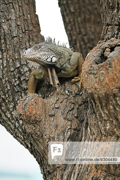 Grüner Leguan (Iguana iguana)  ausgewachsenes Tier  sitzt auf einem Baum  Guayaquil  Provinz Guayas  Ecuador
