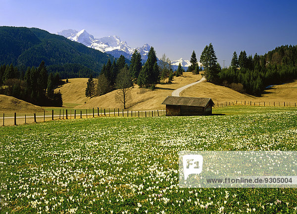 Karwendel von den Krokuswiesen  bei Gerold  Werdenfelser Land  Oberbayern  Bayern  Deutschland