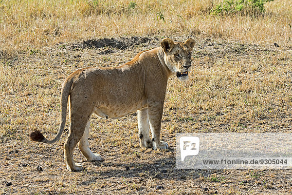Lion (Panthera leo) lioness adult female Maasai Mara National Reserve Kenya