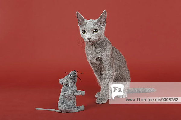 Russisch Blau Kater  Kitten  20 Wochen  mit Stoffmaus