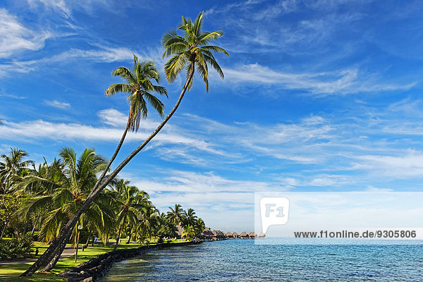 Palmen am Ufer vor Überwasserbungalowanlage  Moorea  Französisch-Polynesien
