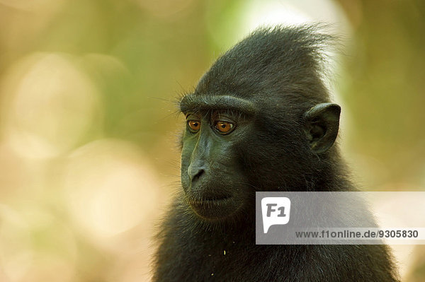 Schopfaffe oder Schopfmakak (Macaca nigra)  Tangkoko Nationalpark  Sulawesi  Indonesien