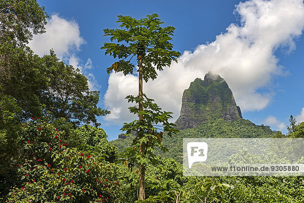 Üppige Vegetation mit Blüten und Papayas vor Vulkan Mont Tohiea  Mo'orea  Französisch-Polynesien