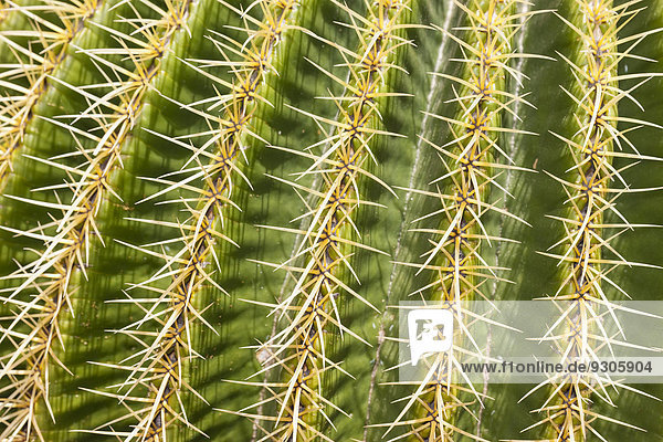 Goldkugelkaktus (Echinocactus platyacanthus)  Vorkommen Mexiko
