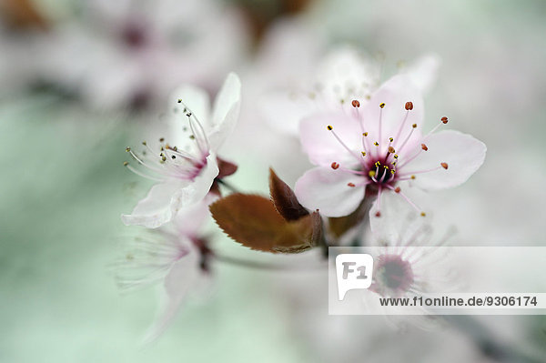 Blüte der Kirschpflaume (Prunus cerasifera)  Nordrhein-Westfalen  Deutschland