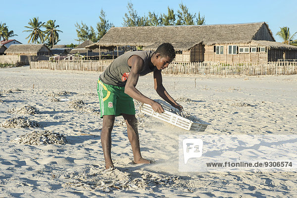 Madagassischer Fischer sammelt getrockneten Fisch am Strand  Morondava  Provinz Toliara  Madagaskar