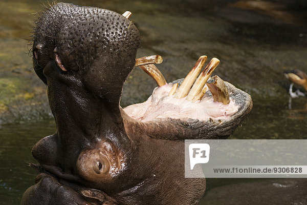 Flusspferd oder Nilpferd (Hippopotamus amphibius) mit aufgerissenem Maul  captive