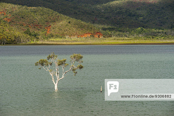 Versunkener Baum Forêt Noyée am Yaté-Stausee Lac de Yaté Südprovinz Grande Terre Neukaledonien
