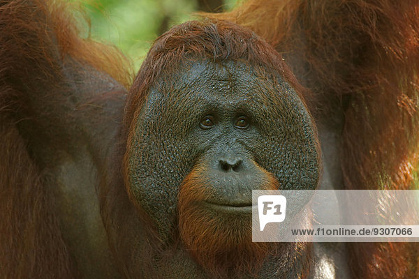 Borneo-Orang-Utan (Pongo pygmaeus)  Männchen  Nationalpark Tanjung Puting  Zentralkalimantan  Borneo  Indonesien