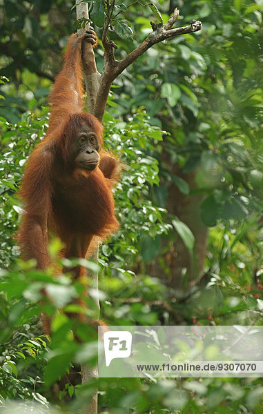 Borneo-Orang-Utan (Pongo pygmaeus)  Weibchen  Nationalpark Tanjung Puting  Zentralkalimantan  Borneo  Indonesien