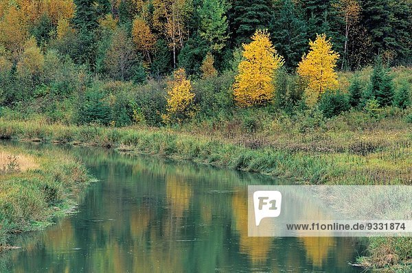 Wasserrand Farbe Farben Herbst Bach vorwärts Greater Sudbury Kanada Ontario