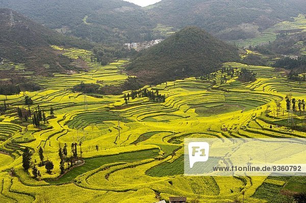 Feldterrassen von blühenden Ölrapspflanzen  Luoping  Yunnan  China