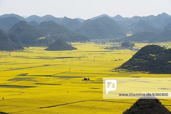 Felder zwischen Bergen mit gelb blühenden Rapspflanzen  Luoping Yunnan  China