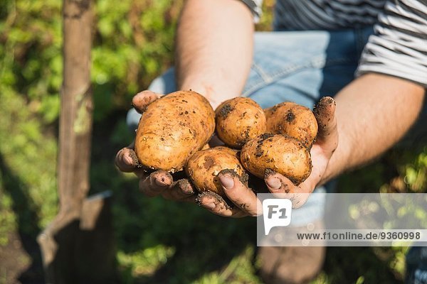 Gärtner mit frisch gegrabenen Kartoffeln