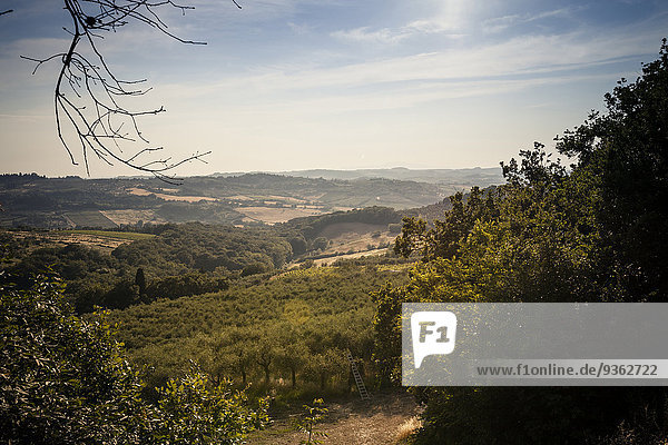 Italien  Toskana  San Casciano im Val di Pesa  hügelige Landschaft mit Olivenbäumen