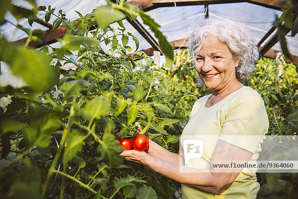 Deutschland  Nordrhein-Westfalen  Bornheim  Seniorin bewundert reife Tomaten im Gewächshaus