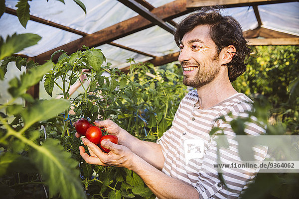 Deutschland  Nordrhein-Westfalen  Bornheim  Mittelalterlicher Mann bewundert reife Tomaten im Gewächshaus
