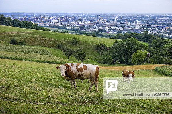 Austria  Upper Austria  Linz  Cows on alp  Industrial area in the background