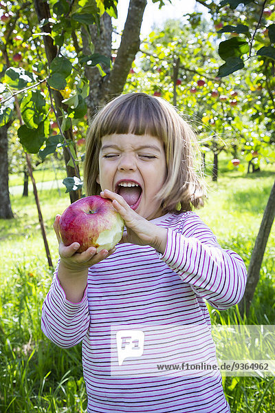 Porträt eines kleinen Mädchens  das einen Apfel auf einer Wiese mit verstreuten Früchten isst.