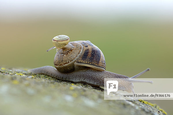 Schnecke,  Gastropoda,  mit Kind auf der Schale