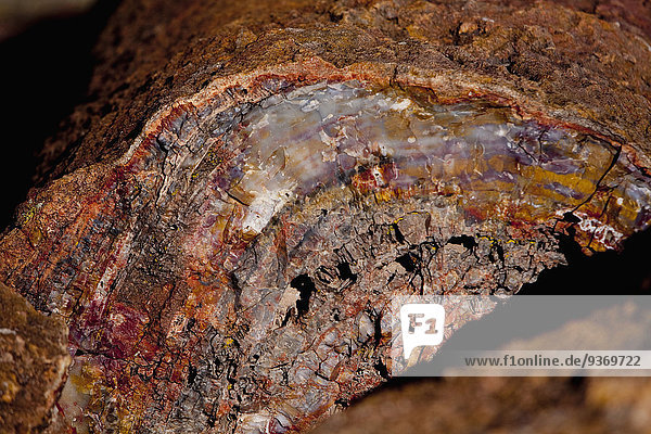 Close up of petrified stump  Petrified Forest National Park  Arizona  United States