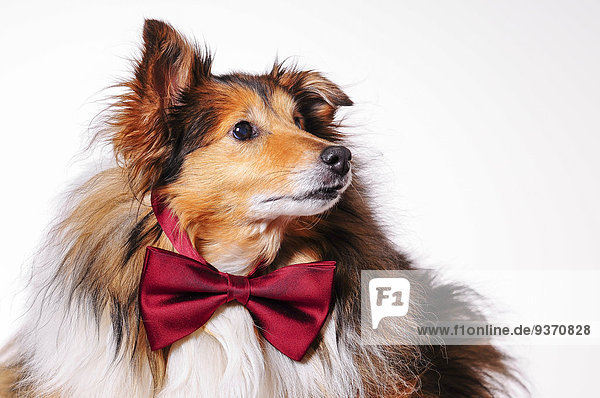 Shetland Sheepdog wearing bow tie