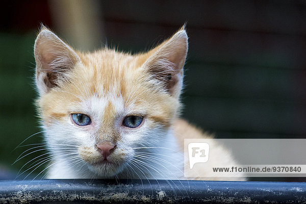 Portrait of tabby kitten