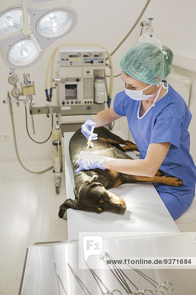 Tierärztin behandelt Hund auf dem Operationstisch