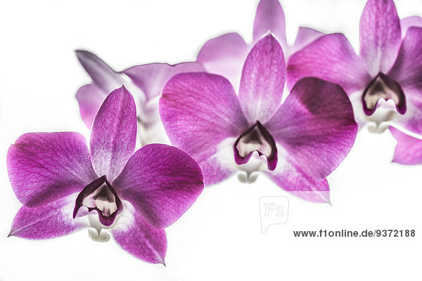 Blüten einer Orchidee