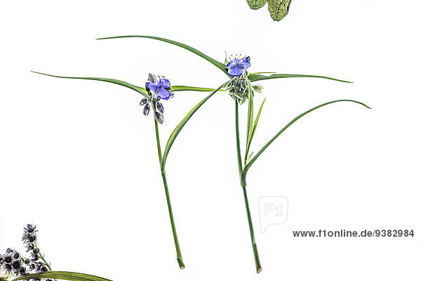 Zwei Dreimasterblumen