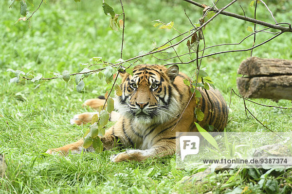 Sumatratiger  Panthera tigris sumatrae  Zoo  Augsburg  Bayern  Deutschland  Europa