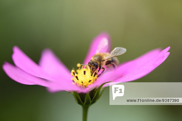 Honigbiene  Apis mellifera  auf Schmuckkörbchen  Cosmos bipinnatus  Oberpfalz  Bayern  Deutschland  Europa