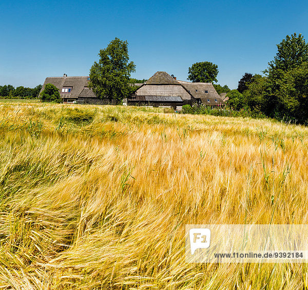Holland  Europe  Koog aan de Zaan  Lhee  Drenthe  Netherlands  farm  field  meadow  summer  wheat field  Farmhouse
