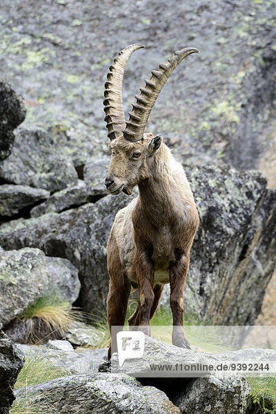 Roe Capricorn animal Ibex mountain nanny goat cloven hoofed