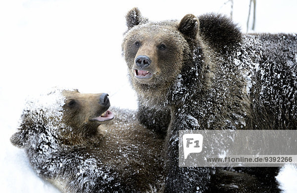 Brown bear  animal  European bear  predator  Ursus arctos  bear  predators  winter  Germany  Europe