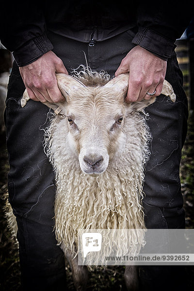 Europa Tier Bauernhof Hof Höfe Herde Herdentier Schaf Ovis aries Herbst Island