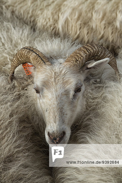 Europa Tradition Tier Schaf Ovis aries Herbst Island