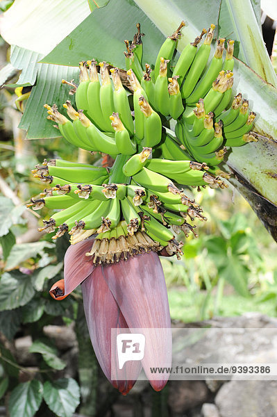 Guatemala  Central America  agriculture  banana  branch  bunch  close  floral  food  forest  fresh  fruit  grass  green  group  ingredient  jungle  leaf  natural  nature  object  organic  outdoors  peel  plant  summer