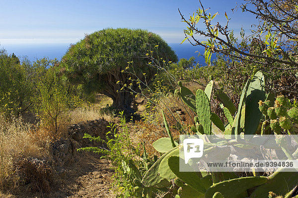 Canaries  Canary islands  isles  La Palma  Spain  Europe  outside  day  nobody  dragon's tree  scenery  landscpae  nature  Garafia