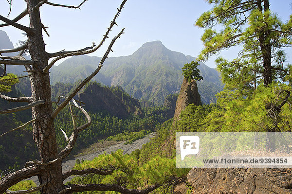 Nationalpark Naturschutzgebiet Außenaufnahme Landschaftlich schön landschaftlich reizvoll Europa Berg Tag niemand Wald Natur Holz Kanaren Kanarische Inseln La Palma Berglandschaft Spanien