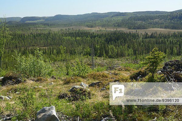 Forests  marshes  hills  Avatäck  Dorotea Kommun  Lappland Sweden  Europe