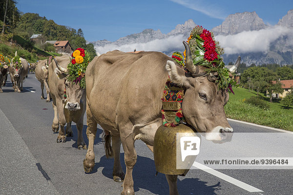 Flumserberg  alps  Flumserberge  Churfirsten  Alps  mountain  mountains  tradition  folklore  national costumes  autumn  cow  cows  agriculture  national costume party  event  SG  canton St. Gallen  cattle drive  Switzerland  Europe