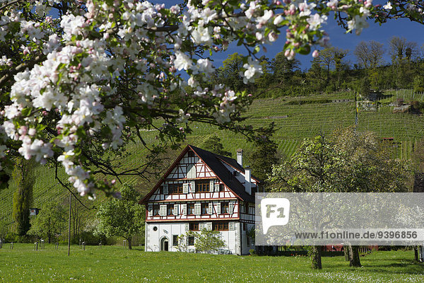 Trüterhof  Thal  village  SG  canton St. Gallen  spring  Switzerland  Europe