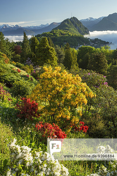 Parco San Grato  rhododendron  Carona  Lake Lugano  flower  flowers  nature  canton  Ticino  Southern Switzerland  Switzerland  Europe